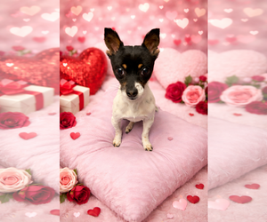 Mutt Dogs for adoption in Harrisburg, PA, USA