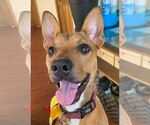 Small #1 Carolina Dog Mix