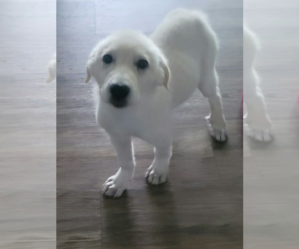 Medium Photo #3 Great Pyrenees-Unknown Mix Puppy For Sale in Plainfield, IL, USA