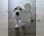 Small #2 Great Pyrenees Mix