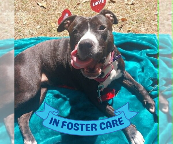 Medium Photo #4 American Staffordshire Terrier-Unknown Mix Puppy For Sale in Tallahassee, FL, USA