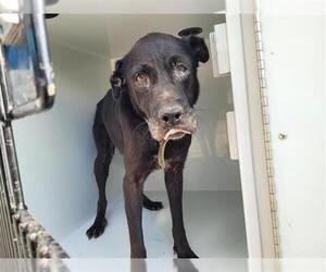 Labrador Retriever Dogs for adoption in Houston, TX, USA