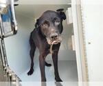 Small Labrador Retriever