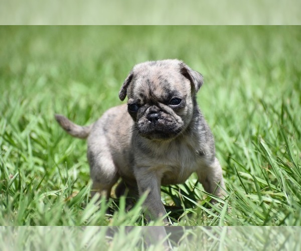Medium Photo #7 Pug Puppy For Sale in PALM COAST, FL, USA