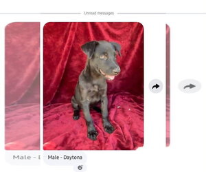 Labrador Retriever-Unknown Mix Dogs for adoption in New London, WI, USA