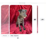 Small Labrador Retriever Mix