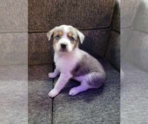 Texas Heeler Puppy for sale in JOSHUA, TX, USA