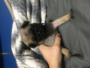 Pug Puppy for sale in PINE VILLAGE, IN, USA