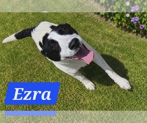 Mutt Dogs for adoption in Minneapolis, MN, USA