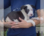 Small Photo #3 American Staffordshire Terrier-Border Collie Mix Puppy For Sale in Huntley, IL, USA