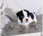 Puppy Blue Benny Boston Terrier