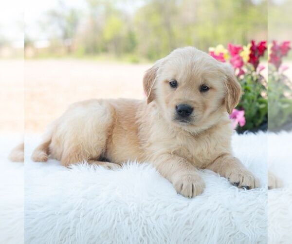Medium Photo #6 Golden Retriever Puppy For Sale in NEWPORT, PA, USA