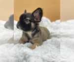 Small Photo #2 French Bulldog Puppy For Sale in CABIN JOHN, MD, USA