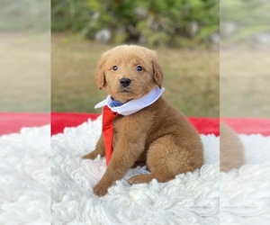 Goldendoodle Puppy for sale in FROSTPROOF, FL, USA