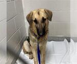 Small German Shepherd Dog