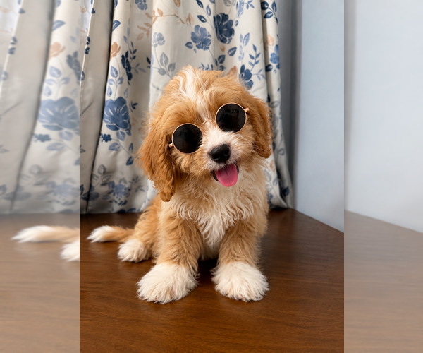 Medium Photo #25 Cavapoo (Miniature) Puppy For Sale in DURHAM, CT, USA