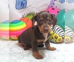 Small #4 Dachshund
