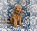 Small Photo #2 Goldendoodle Puppy For Sale in CHRISTIANA, PA, USA