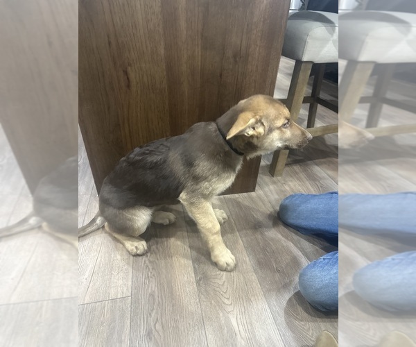 Medium Photo #7 German Shepherd Dog Puppy For Sale in OSAGE CITY, KS, USA