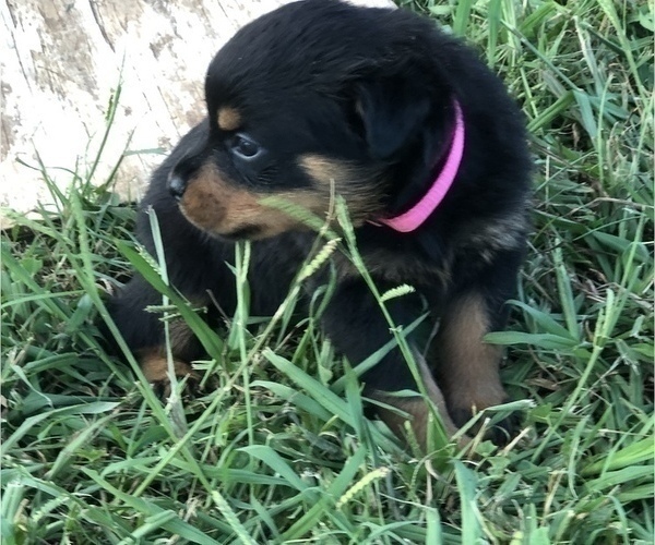 Medium Photo #2 Rottweiler Puppy For Sale in PELZER, SC, USA