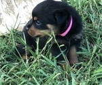 Small Photo #2 Rottweiler Puppy For Sale in PELZER, SC, USA