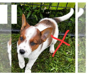 Mutt Dogs for adoption in Sheboygan, WI, USA