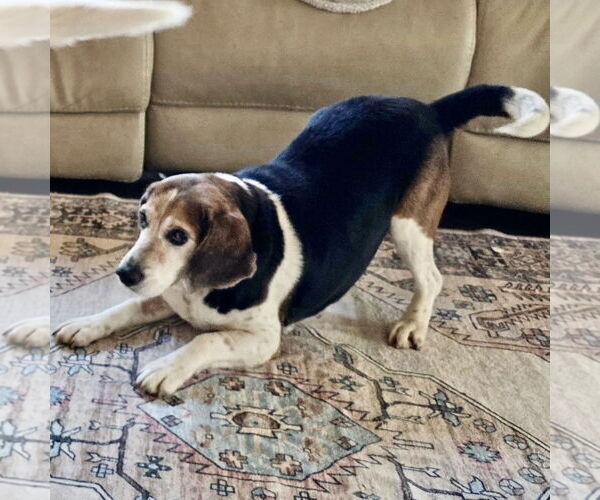 Medium Photo #2 Beagle Puppy For Sale in Batavia, OH, USA