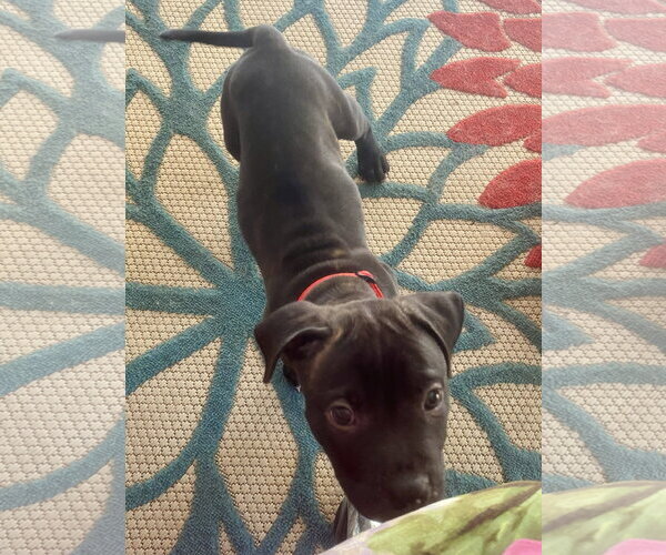 Medium Photo #6 American Staffordshire Terrier-Unknown Mix Puppy For Sale in Atlanta, GA, USA