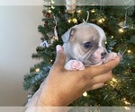 Small Photo #2 French Bulldog Puppy For Sale in KENDALL PARK, NJ, USA