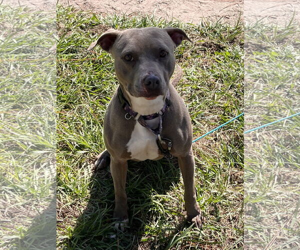 Medium Photo #3 Mutt Puppy For Sale in Orlando, FL, USA