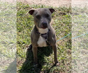 Penny (Penelope) - Female Mutt Dog for Adoption - Photo #3