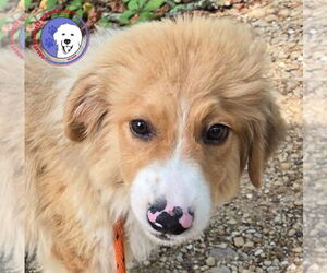 Great Pyrenees Dogs for adoption in Spring, TX, USA