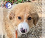 Small Great Pyrenees