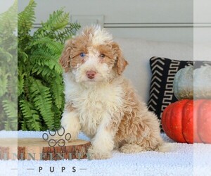 Bernedoodle (Miniature) Puppy for sale in NARVON, PA, USA