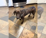 Small #4 Labrador Retriever-Plott Hound Mix