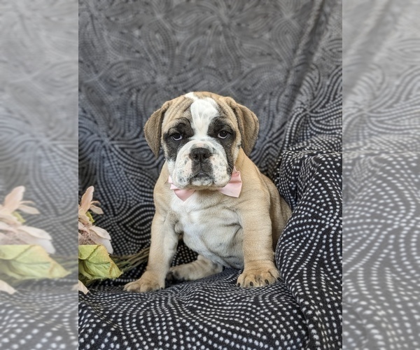 Medium Photo #2 Olde English Bulldogge Puppy For Sale in OXFORD, PA, USA