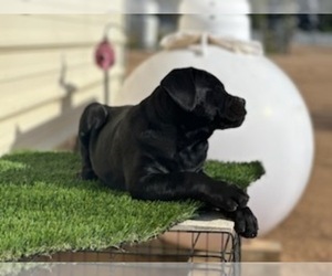 Cane Corso Puppy for sale in CLOVIS, CA, USA