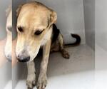 Small #1 Carolina Dog Mix