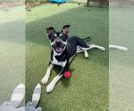 Small #2 Rottweiler Mix