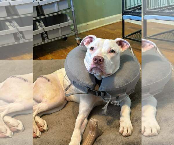 Medium Photo #8 Mutt Puppy For Sale in Rustburg, VA, USA