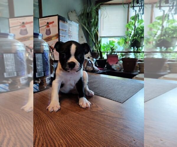 Medium Photo #2 Boston Terrier Puppy For Sale in COVENTRY, RI, USA