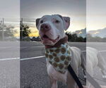 Small #16 American Pit Bull Terrier Mix
