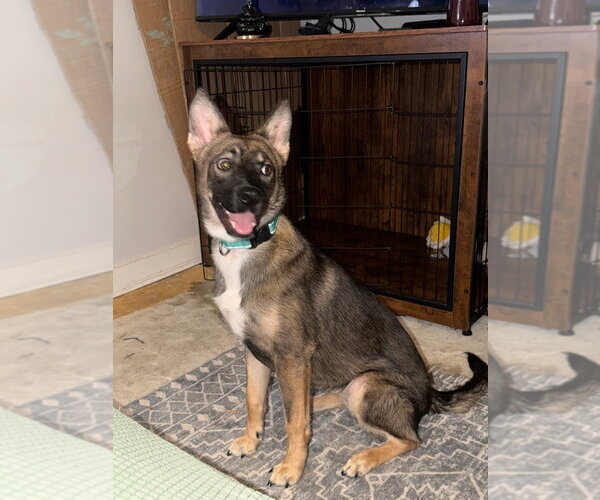 Medium Photo #1 Mutt Puppy For Sale in Tarboro, NC, USA
