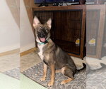 Small Mutt