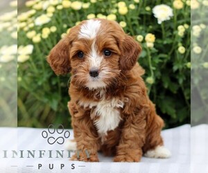 Cavapoo Puppy for sale in EAST EARL, PA, USA