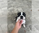 Small Photo #1 Boston Terrier Puppy For Sale in TAMPA, FL, USA