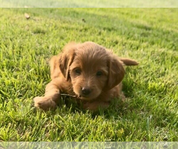 Medium Photo #2 Double Doodle Puppy For Sale in LAGRANGE, GA, USA