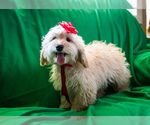 Puppy 2 Cocker Spaniel-Poodle (Miniature) Mix