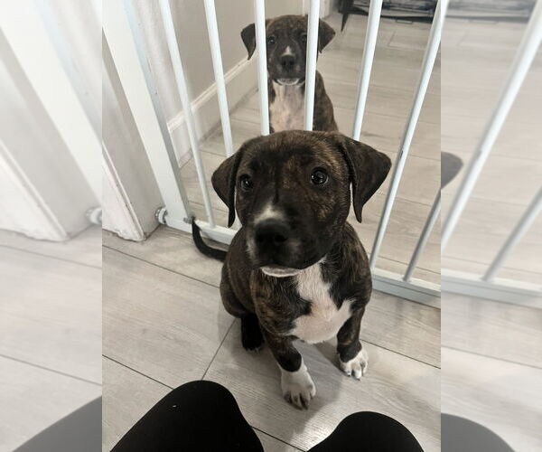 Medium Photo #1 Boxer-Unknown Mix Puppy For Sale in Dana Point, CA, USA