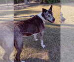 Small #7 American Staffordshire Terrier Mix